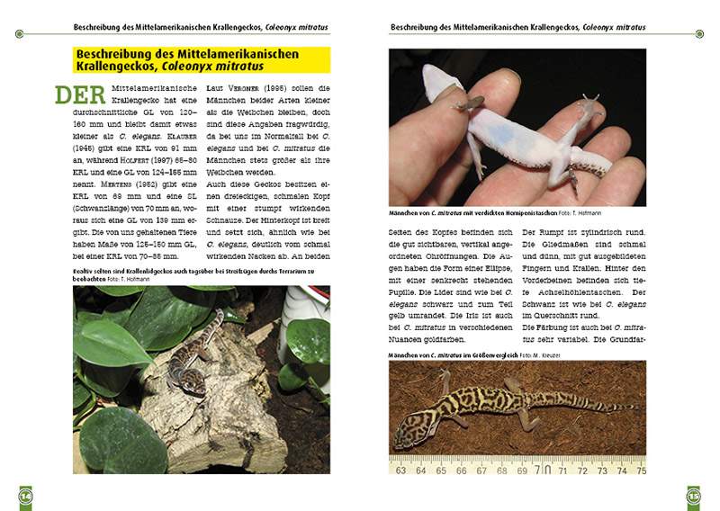 Preview: Der Mexikanische und Mittelamerikanische Krallengecko